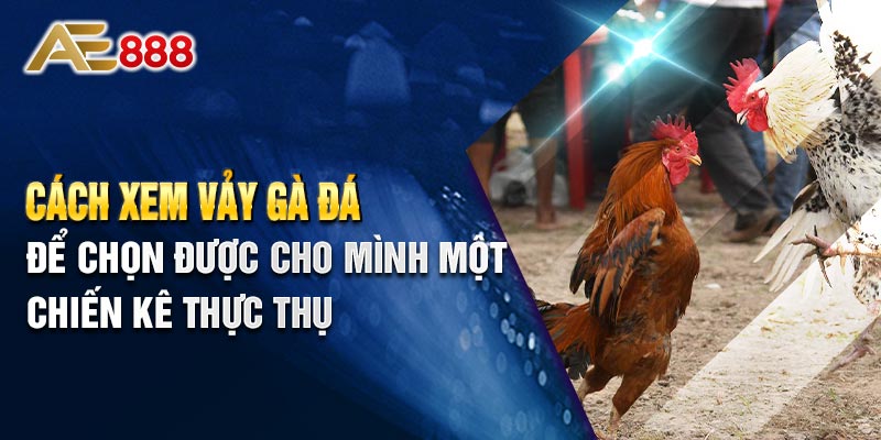 Cách xem vảy gà đá để chọn được cho mình một chiến kê thực thụ