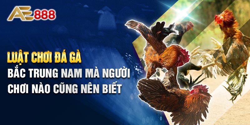 Luật Chơi Đá Gà 3 Miền Bắc Trung Nam Mà Ai Cũng Nên Biết