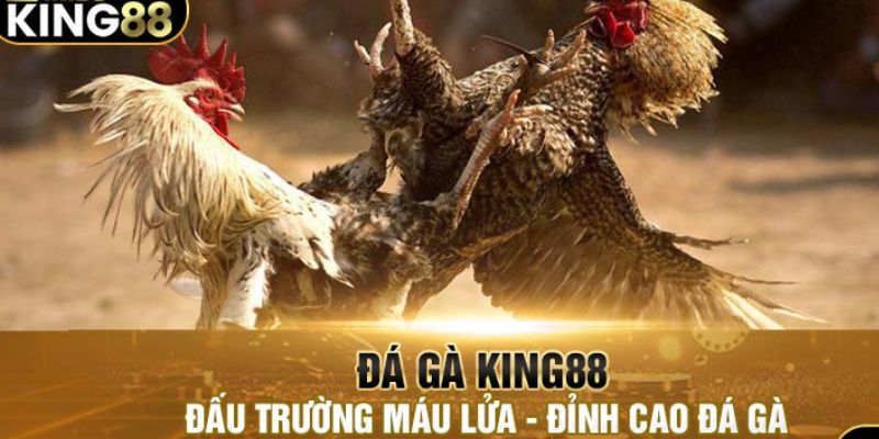 Quy trình cá cược đá gà King88 đơn giản